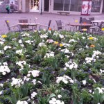 Frühjahrsbepflanzung in Fulda
